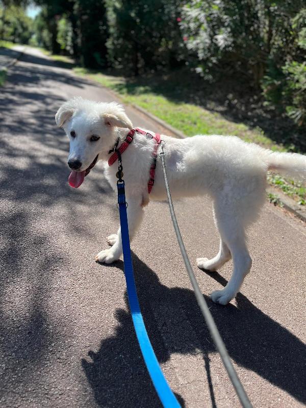 COCO BELLISSIMO CUCCIOLO MAREMMANO Foto 7